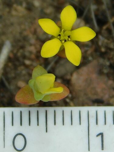 Crassula sebaeoides