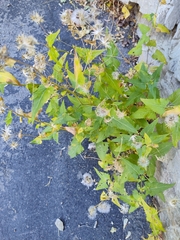 Brickellia grandiflora