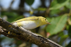 Phylloscopus sibilatrix