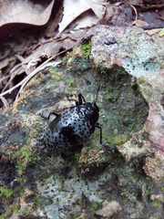Cypherotylus gaumeri