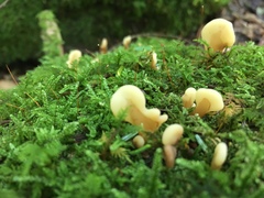 Spathulariopsis velutipes