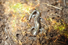 Ambystoma laterale