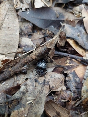 Cypherotylus gaumeri