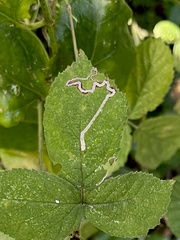 Stigmella aurella