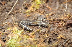 Ambystoma laterale