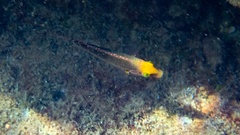 Symphodus mediterraneus