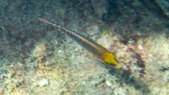 Symphodus mediterraneus