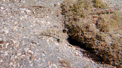 Gobius niger