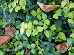 Trachelospermum asiaticum