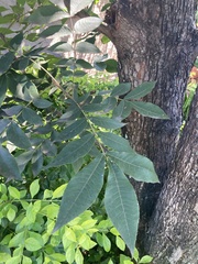 Carya illinoinensis