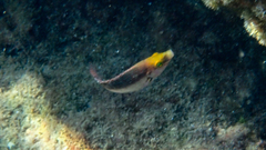 Symphodus mediterraneus