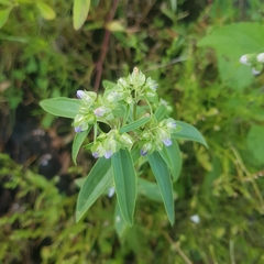 Exacum oldenlandioides image