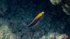 Symphodus mediterraneus