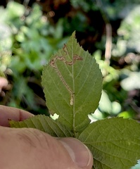 Stigmella aurella