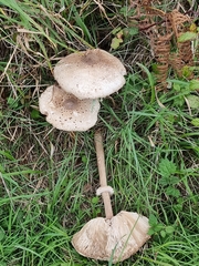 Macrolepiota procera