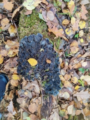 Peltigera praetextata