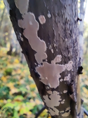 Corticium roseum