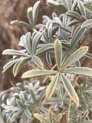 Lupinus paynei
