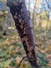 Corticium roseum