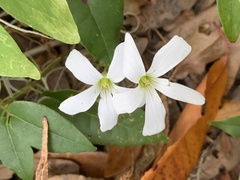 Oxalis triangularis