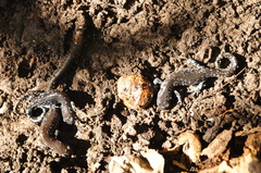 Ambystoma laterale