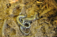 Ambystoma laterale