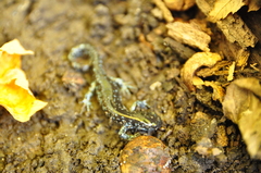 Ambystoma laterale