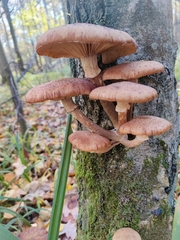 Armillaria ostoyae