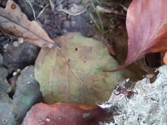 Formica rufa