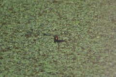 Fulica rufifrons