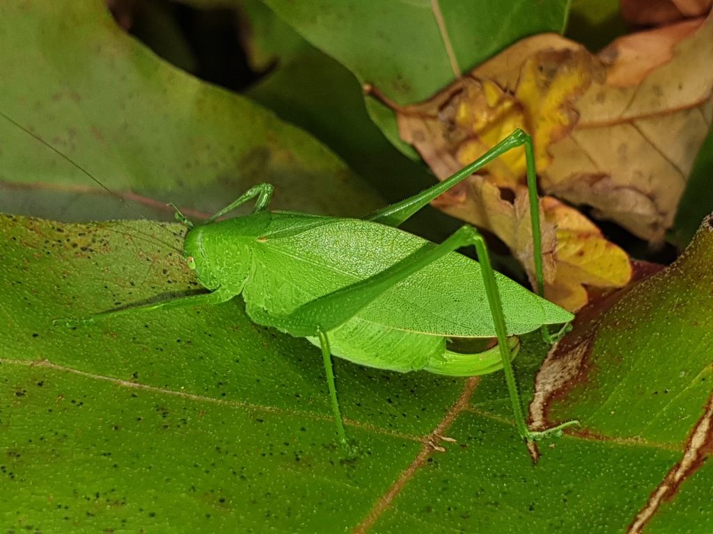 Amblycoryphini