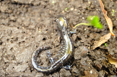 Ambystoma laterale