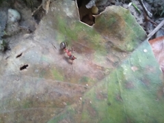 Formica rufa