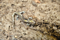 Ambystoma laterale