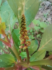 Phytolacca octandra