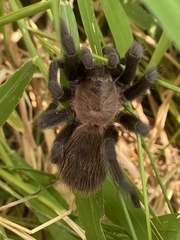 Aphonopelma