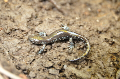 Ambystoma laterale