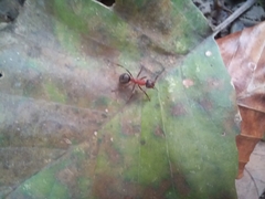Formica rufa