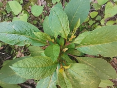 Phytolacca octandra