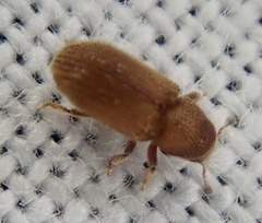 Kissophagus vicinus