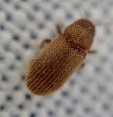 Kissophagus vicinus
