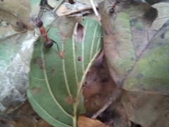 Formica rufa