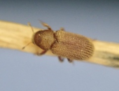 Kissophagus vicinus
