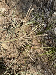 Eleusininae