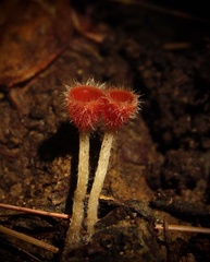 Microstoma floccosum