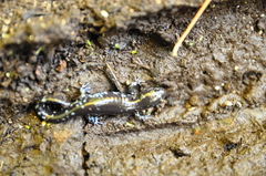 Ambystoma laterale