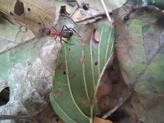 Formica rufa