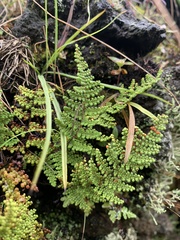 Myriopteris myriophylla