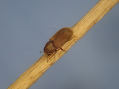 Kissophagus vicinus