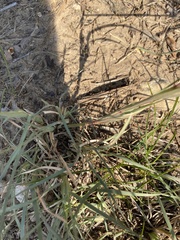 Eleusininae